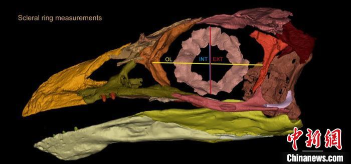熱河鳥STM3-8化石標(biāo)本的鞏膜環(huán)復(fù)原及測(cè)量示意圖?！『?供圖