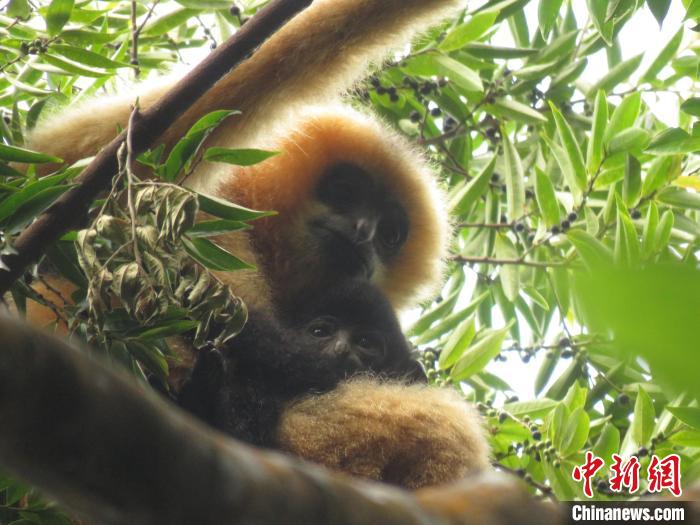 專家披露最瀕危靈長類動物海南長臂猿研究新進展