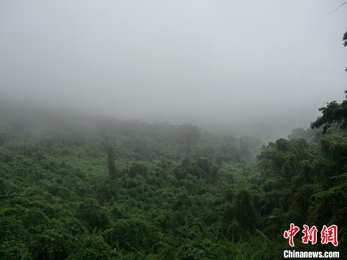 昌江霸王嶺，雨霧繚繞的熱帶雨林?！×栝?攝