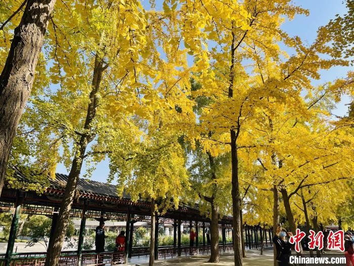 圖為中山公園銀杏林?！”本┦泄珗@管理中心供圖