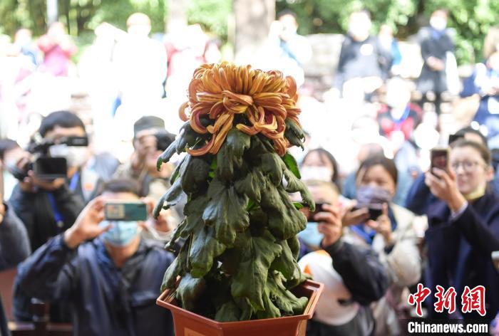 10月25日，濟(jì)南趵突泉金秋菊展“菊王”亮相。當(dāng)日，第43屆趵突泉金秋菊展“斗菊”擂臺(tái)賽開賽。　張勇 攝