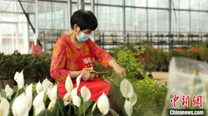 資料圖：忙碌的身影穿梭在果園村的蔬菜花卉繁育基地中。向上 攝