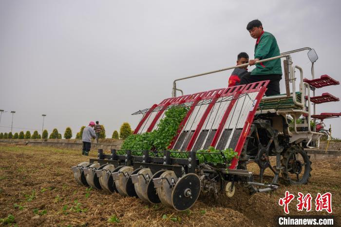 圖為南昌市安義縣農戶正在進行油菜毯狀苗機械化育苗移栽 記者華山 攝