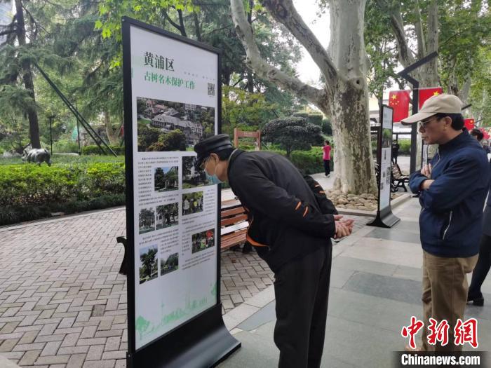 靜安公園主景道兩旁的懸鈴木都是120多年的古樹，是靜安公園的“鎮(zhèn)園之寶”?！￡愳o 攝