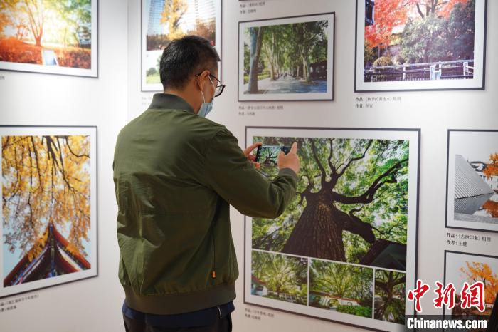 “向樹而生·相伴千年”——上海古樹名木保護(hù)主題展分為室外和室內(nèi)兩個(gè)展區(qū)。　上海市綠化市容管理局供圖