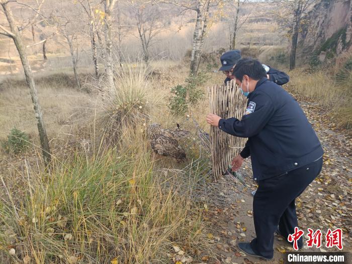 圖為民警正在對國家二級保護(hù)野生動物長耳鸮進(jìn)行放飛?！』ブ补﹫D