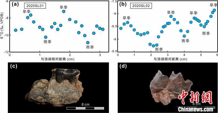本次研究中的犀牛牙齒化石及氧同位素特征。　中科院青藏高原所 供圖