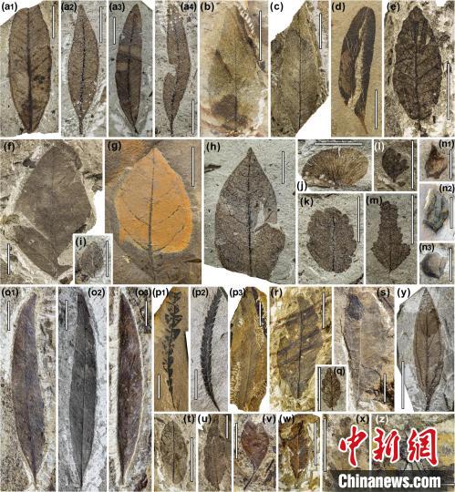 中始新世熱魯化石植物群(4500萬–4000萬年前)?！≈锌圃呵嗖馗咴?供圖