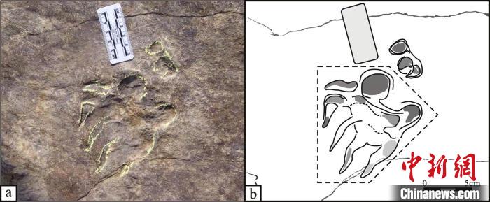 “中國(guó)龍城”發(fā)現(xiàn)罕見(jiàn)龜類足跡被定為新屬新種