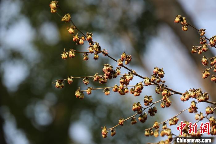 銀縷梅的花沒有花瓣，十分稀奇。　南京中山植物園供圖