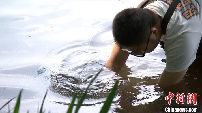 孫堅(jiān)在西湖水中種水草。　西湖水域管理處供圖