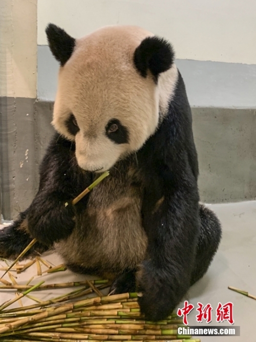 2022年11月2日，大熊貓團團在臺北市立動物園內(nèi)吃竹筍。圖片來源：視覺中國