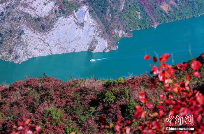 資料圖：初冬時(shí)節(jié)，巫峽兩岸層林盡染。 盧先慶 攝