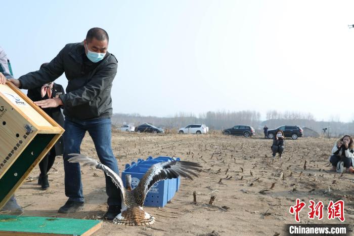 國家一級(jí)保護(hù)動(dòng)物大鴇重返自然北京確保候鳥安全過冬