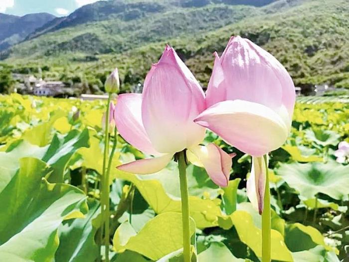 臺(tái)媒看大陸：荷花映日、竹林蔥翠——云南祿豐九渡村發(fā)展鄉(xiāng)村特色旅游