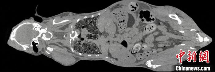 鼠全身成像?！≈锌圃焊吣芩?供圖