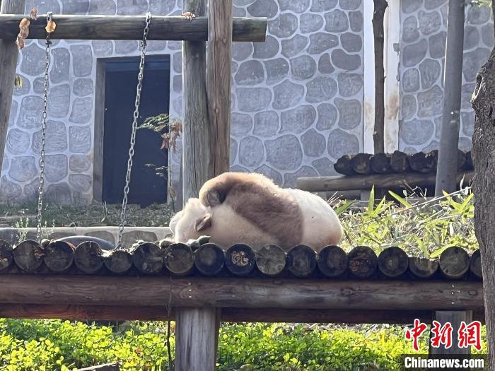 初冬暖陽(yáng)下秦嶺大熊貓慵懶享受“陽(yáng)光浴”