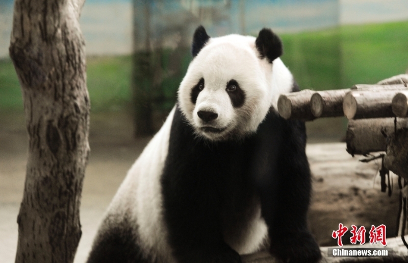 資料圖：2013年8月4日，臺北市立動物園內(nèi)熊貓館的大熊貓“團團”。當日，大熊貓寶寶“圓仔”的滿月，臺北市立動物園熊貓館人聲鼎沸，因媽媽“圓圓”坐月子無法同大家見面，大熊貓爸爸“團團”就成了民眾參觀的目標。<a target='_blank' href='/'>中新社</a>記者 劉震 攝