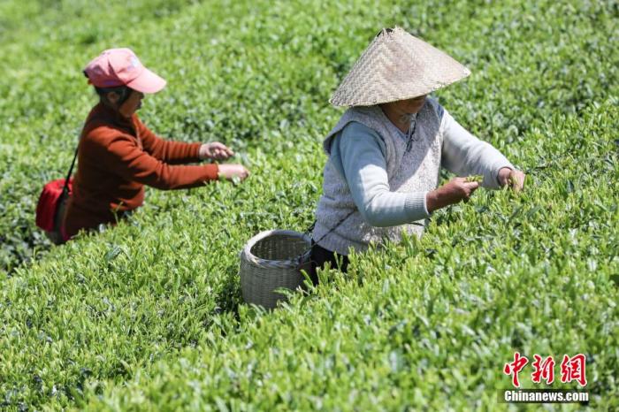 圖為兩位茶農(nóng)在云霧鎮(zhèn)鳥王村茶園采摘茶葉。 瞿宏倫 攝