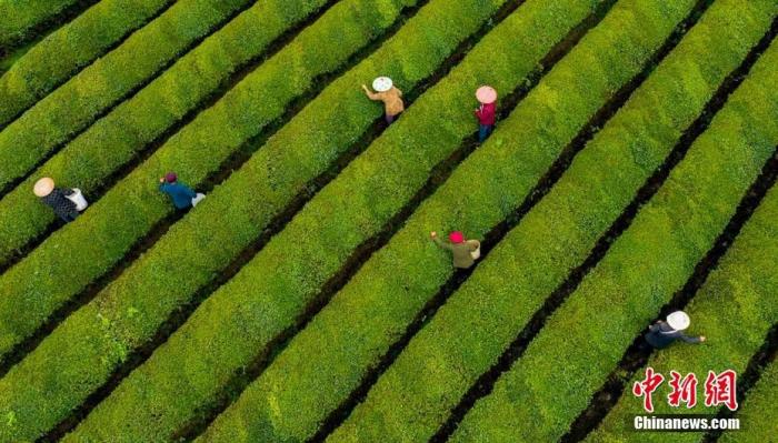 航拍江西省新余市渝水區(qū)水北鎮(zhèn)1000多畝生態(tài)茶園。 趙春亮 攝