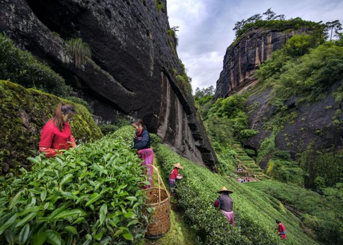 采茶工在福建武夷山茶園采茶。