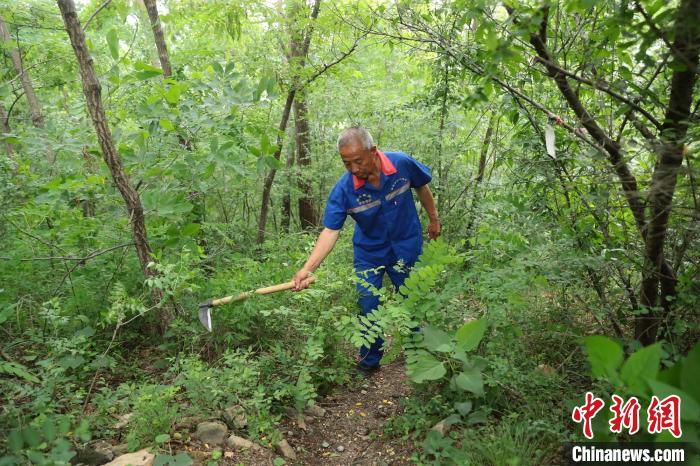 圖為張鶴珊巡護(hù)中用鐮刀開(kāi)路。(資料圖) 曹建雄 攝