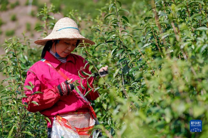 3月28日，茶農(nóng)在祁門縣一處生態(tài)茶園里采摘祁門紅茶鮮葉。（圖源：新華社）