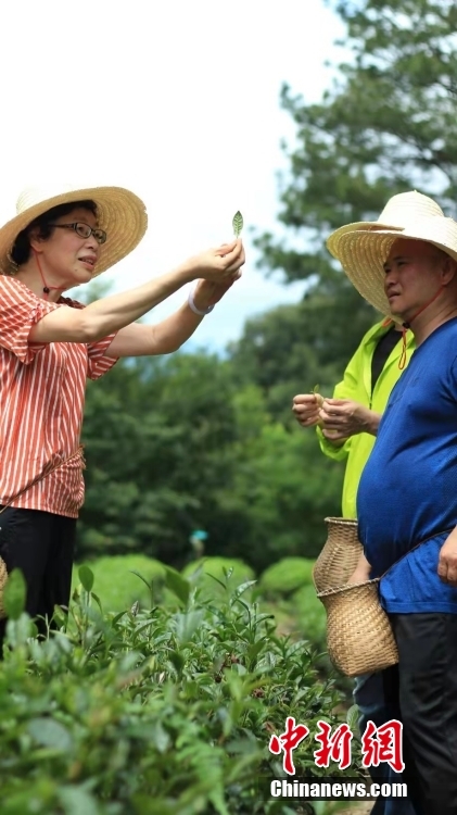 資料圖為臺灣制茶師左如玉（左）在福建泰寧縣的一個茶園里考察。 <a target='_blank' href='/'>中新社</a>發(fā) 受訪者供圖