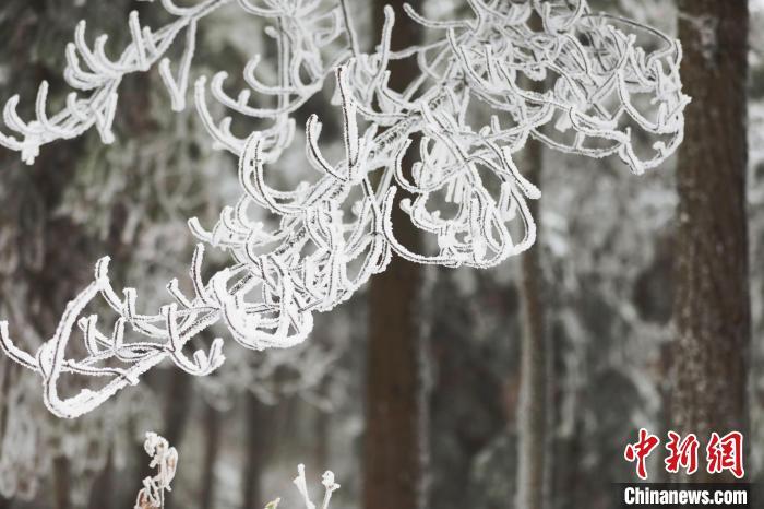 資料圖：森林在紛紛揚揚的大雪中變得銀裝素裹?！≈焐?攝