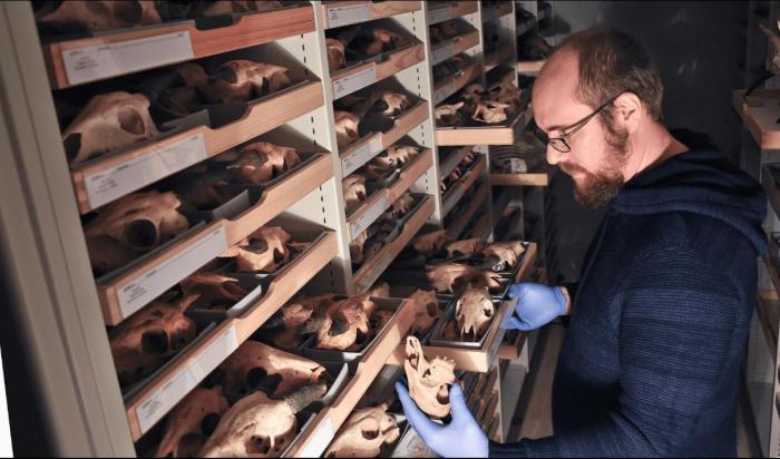 巴塞爾自然歷史博物館的古生物和骨學(xué)藏品中有許多反芻動物的標本(圖源：Océane Lapauze)?！∈┢樟指瘛ぷ匀?供圖