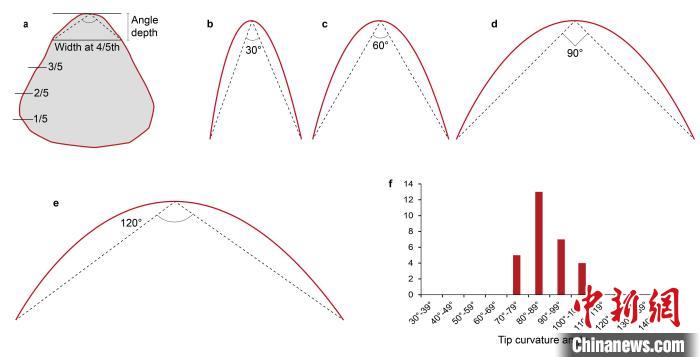 手斧頂端曲率的計算方法與統(tǒng)計結果?！±詈?供圖