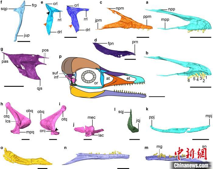 雅尾鹓鶵頭骨面部骨骼的三維形態(tài)?！⊥趺?供圖