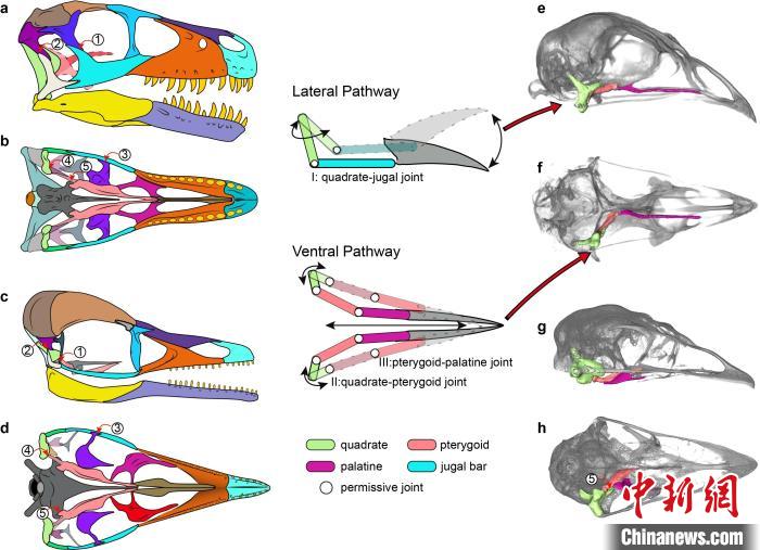 恐龍，中生代和現(xiàn)代鳥類頭骨形態(tài)功能的比較?！⊥趺?供圖
