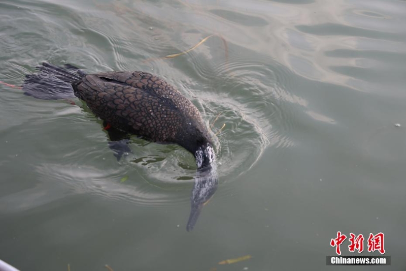 沙潁河上 魚鷹冬捕