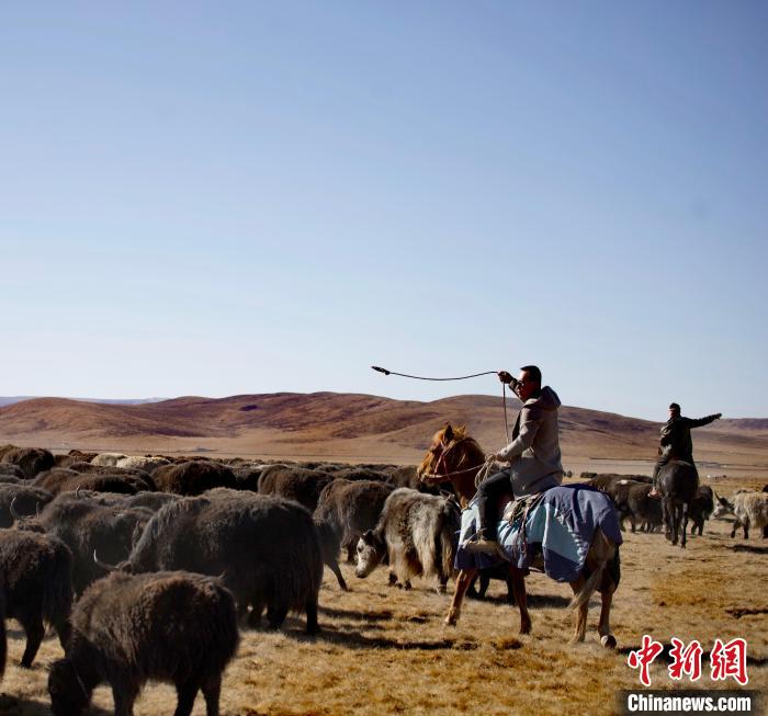 青海唯一蒙古族自治縣：牛羊壯不壯，要看草原好不好