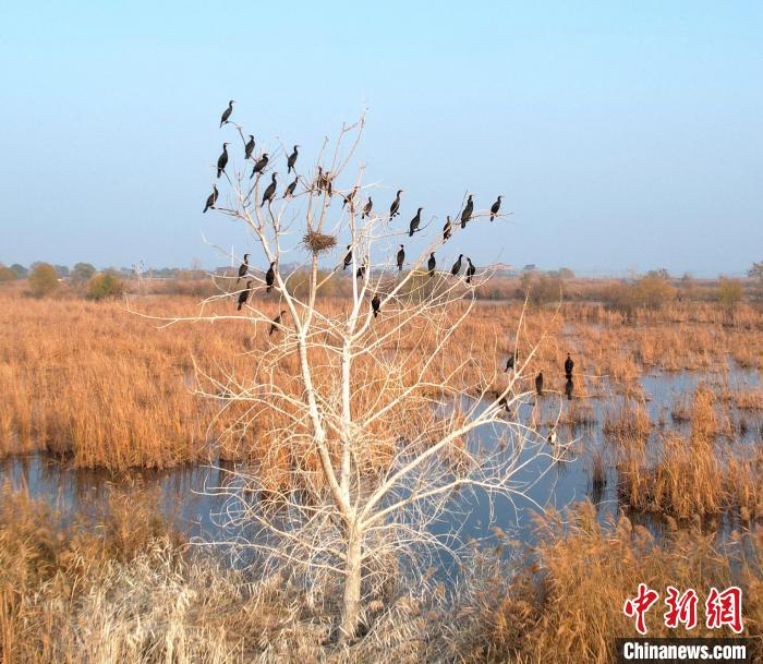 渾身黑色的鸕鶿遠(yuǎn)望很像烏鴉，所以又稱水老鴉?！⊥蹊F良 攝