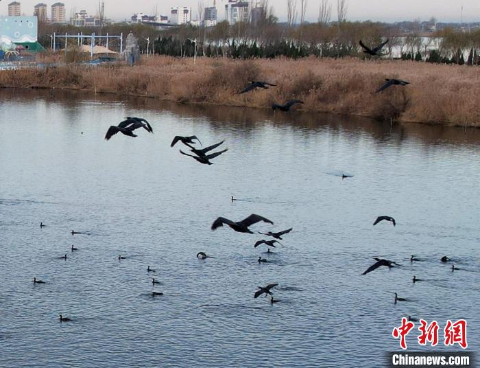 鸕鶿不但能潛水捕魚，也善于飛翔?！⊥蹊F良 攝