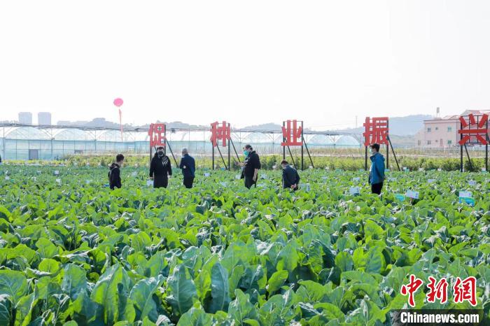 本屆種博會采用田間展示觀摩+科普宣傳+現(xiàn)場品鑒+市民互動等模式創(chuàng)新融合辦展?！B門市農(nóng)業(yè)農(nóng)村局供圖