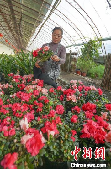 種植戶程彩正在打理花卉?！∠蚶?攝