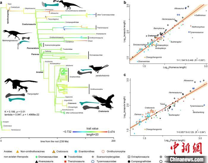 肩胛骨在恐龍—鳥類演化時(shí)的演化軌跡?！⊥趺?供圖