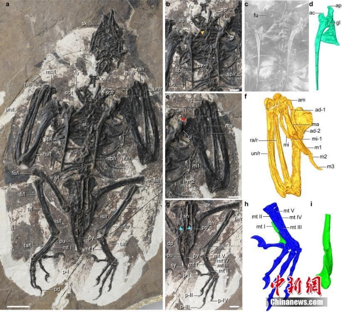 中國科學(xué)家最新發(fā)現(xiàn)1.2億年前鳥類：長(zhǎng)著恐龍頭骨和怪異身體