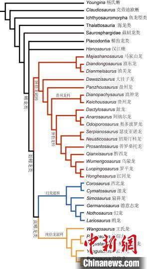 奇異羅平龍與其他海生爬行動物系統(tǒng)發(fā)育關(guān)系?！≈锌圃汗偶棺邓?供圖