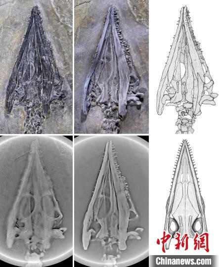 奇異羅平龍頭骨斷層掃描及腹面復(fù)原圖。　中科院古脊椎所 供圖