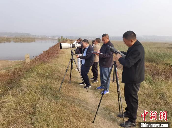 洞庭湖記錄越冬水鳥37.83萬只黑臉琵鷺時(shí)隔五年再現(xiàn)身