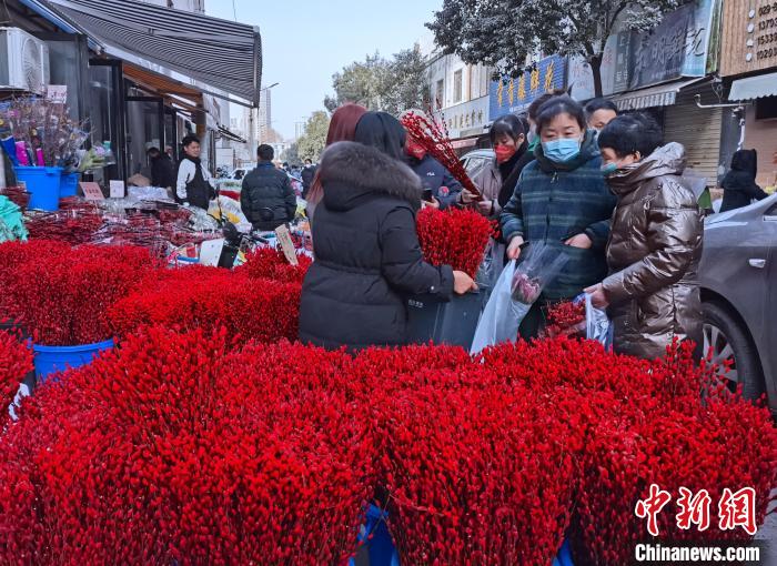 圖為春節(jié)期間的花市幾乎成為“紅色汪洋”。　楊英琦 攝