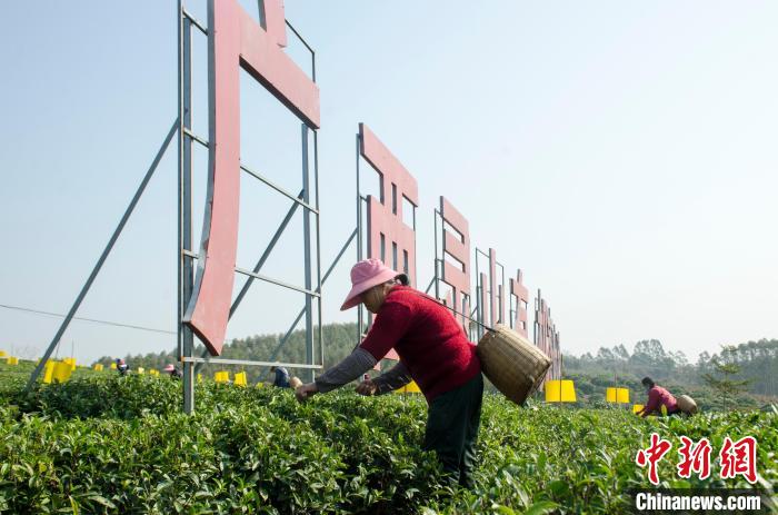 民眾在廣西靈山有機(jī)茶葉種植示范基地采茶。　翟李強(qiáng) 攝