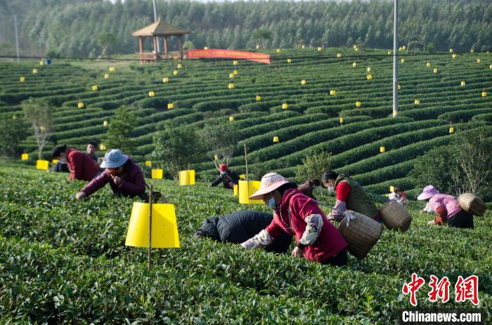 民眾在廣西靈山有機(jī)茶葉種植示范基地采茶。　翟李強(qiáng) 攝