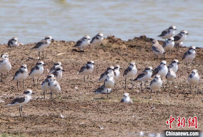 2023年海南越冬水鳥調查結果公布：黑臉琵鷺數(shù)量創(chuàng)新高