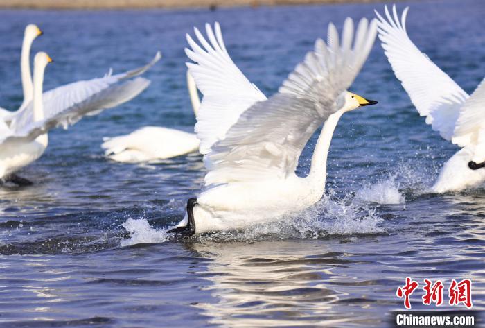 嬉戲、飛翔、爭(zhēng)食的野生天鵝為新年開(kāi)都河濕地增添喜氣?！“卓吮?攝