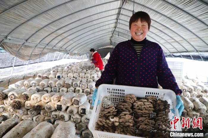 2月4日，銘傳鄉(xiāng)蘑菇種植基地農(nóng)民在采摘新鮮蘑菇?！￡惣覙?攝